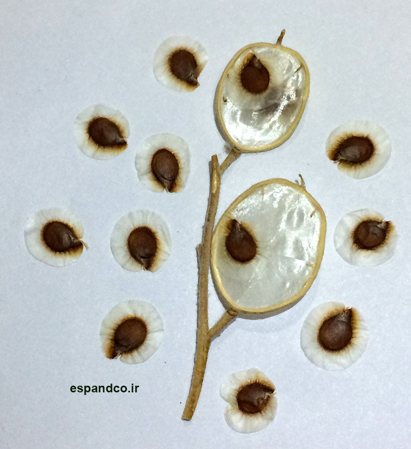  Fibigia macrocarpa seed 